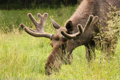 Bild von Einzeleintritt Wildpark