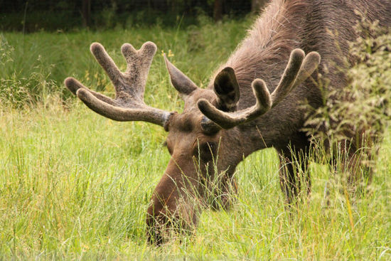 Bild von Einzeleintritt Wildpark
